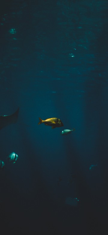 Image Cartilaginous fish, marine biology, water, Finn, underwater