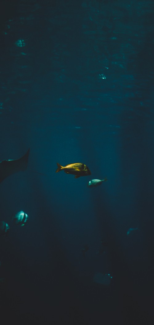 Image Cartilaginous fish, marine biology, water, Finn, underwater