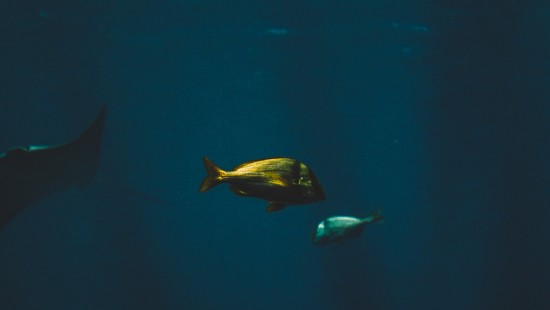 Image Cartilaginous fish, marine biology, water, Finn, underwater