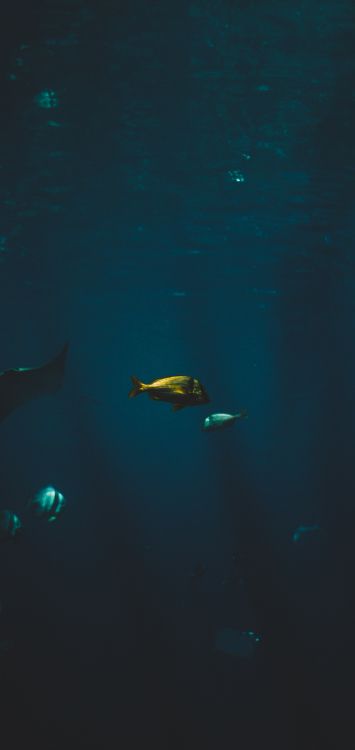 Poisson Cartilagineux, Biologie Marine, Eau, Finn, Sous-marin. Wallpaper in 1422x3000 Resolution