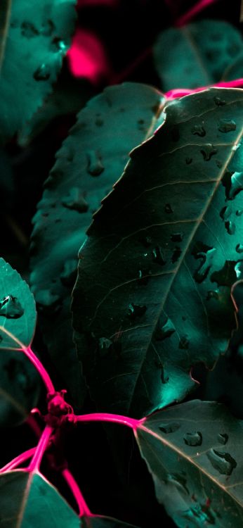 Soundcloud, Green, Feuille, Plante Terrestre, de Teintes et de Nuances. Wallpaper in 1080x2340 Resolution