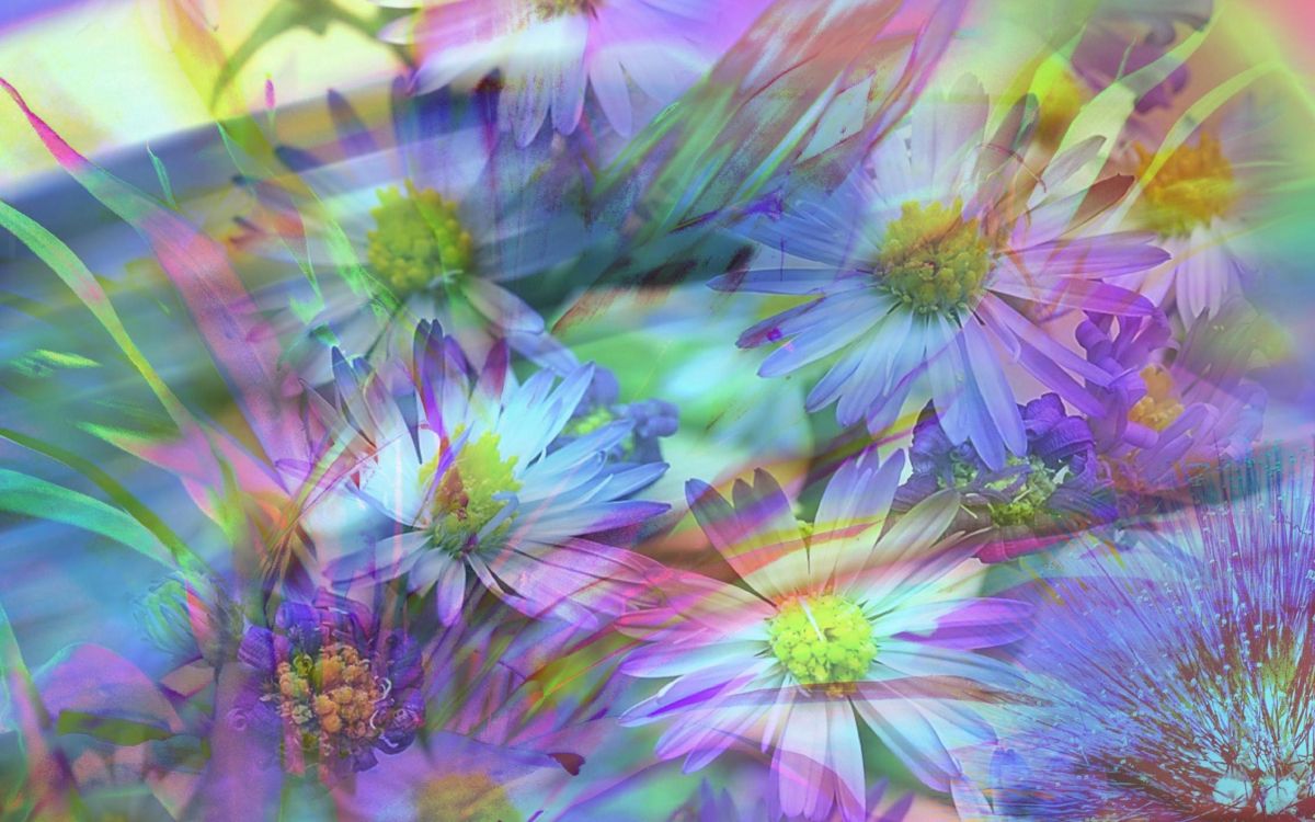 紫色的, 野花, 显花植物, 画家, Aster 壁纸 2560x1600 允许