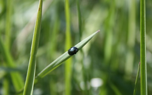 Image black beetle on green grass during daytime