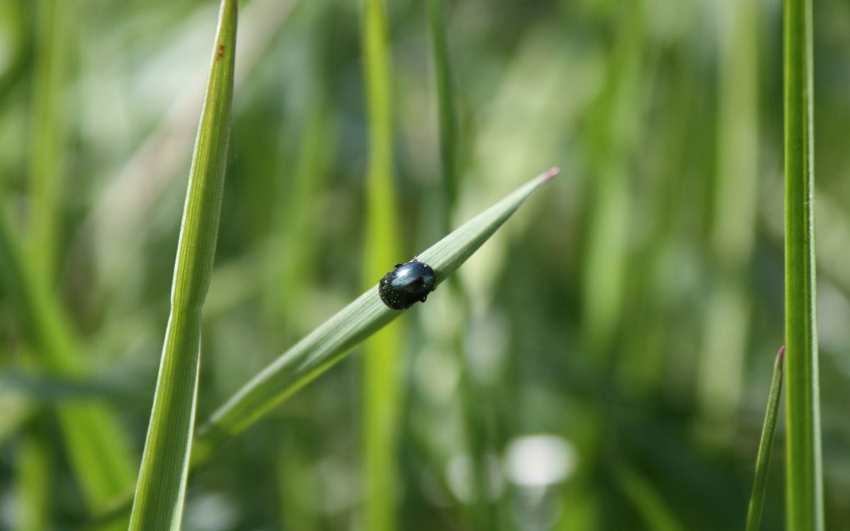 black beetle on green grass during daytime