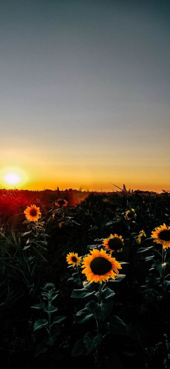 Sonnenblumenmorgen, Morgen, Sunflowers, Natur, Gelb. Wallpaper in 1080x2340 Resolution