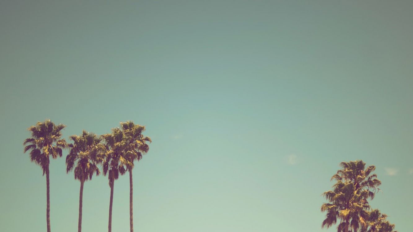 Arbre Vert et Brun Sous Ciel Bleu. Wallpaper in 2560x1440 Resolution