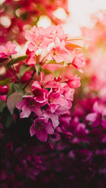 Image pink and white flowers in tilt shift lens