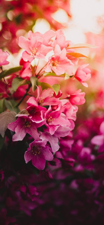 Image pink and white flowers in tilt shift lens