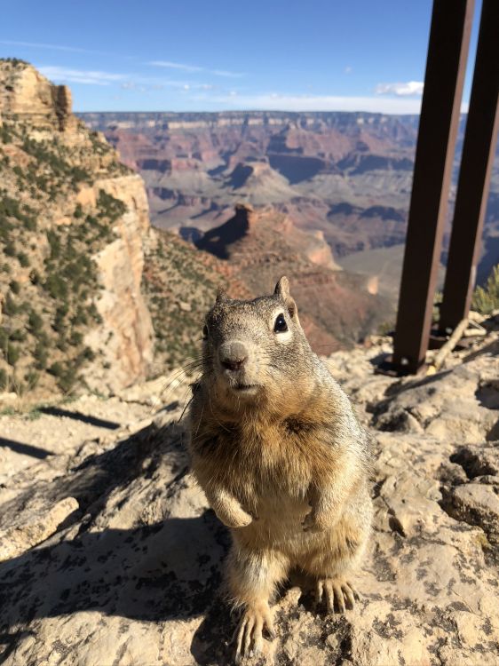 Grand Canyon National Park, Bright Angel Trail, Nagetier, Eichhörnchen, Geologie. Wallpaper in 1536x2048 Resolution
