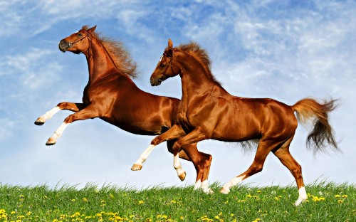 Image brown horse on green grass field under white clouds during daytime