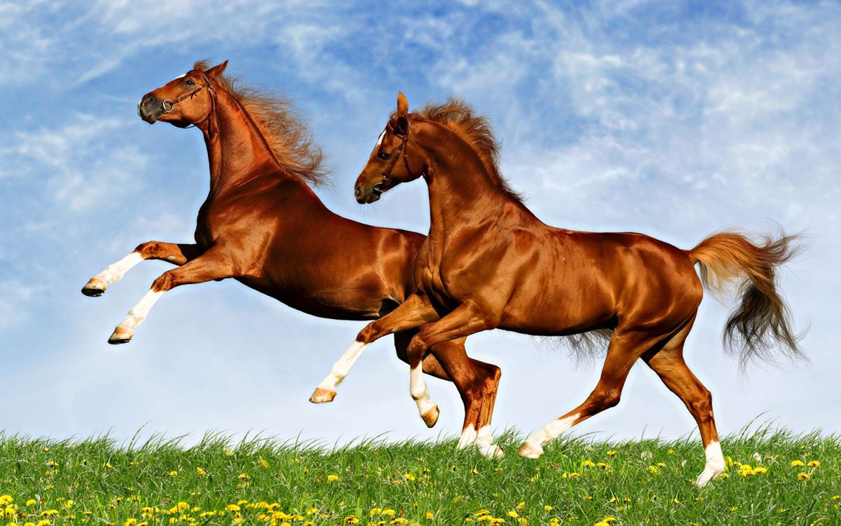 brown horse on green grass field under white clouds during daytime