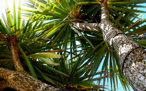 Image green palm tree during daytime