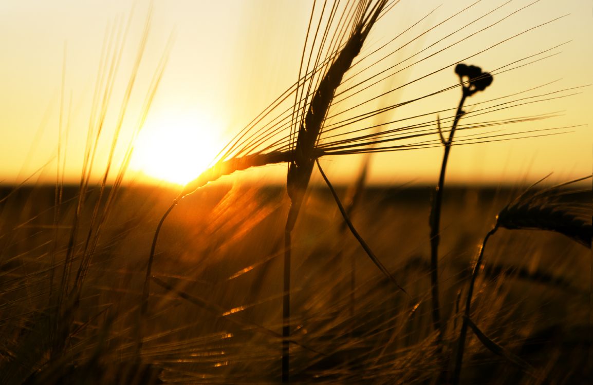 Herbe Brune Pendant L'heure D'or. Wallpaper in 3724x2420 Resolution