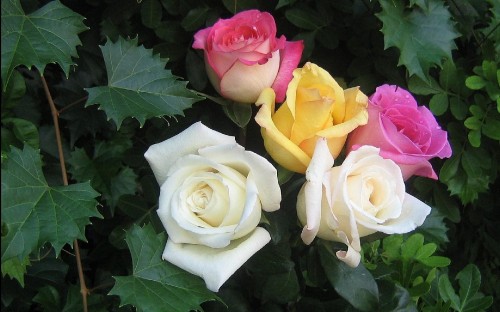 Image pink and yellow roses in bloom