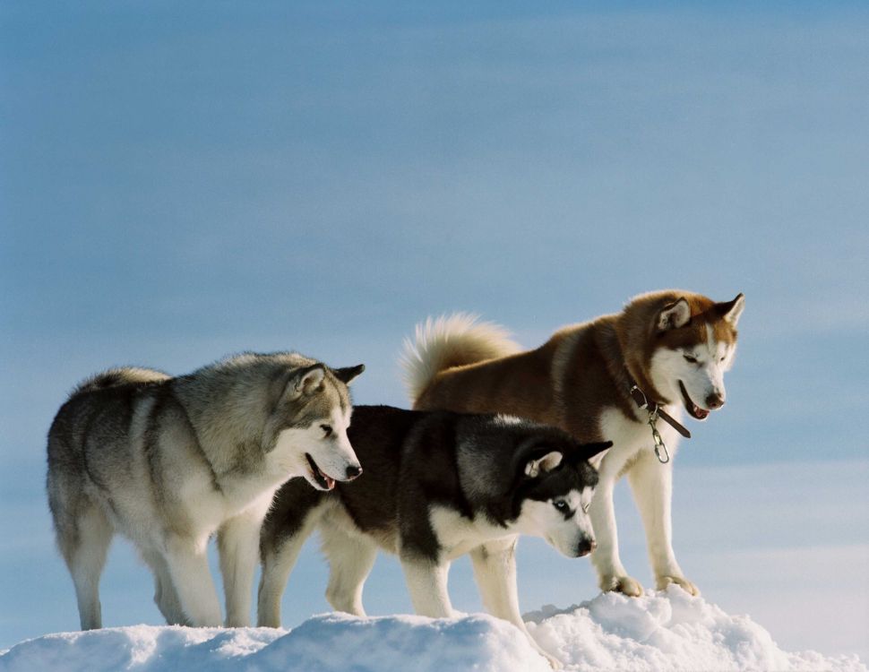 Weißer Und Schwarzer Siberian Husky Auf Schneebedecktem Boden Tagsüber. Wallpaper in 2560x1978 Resolution