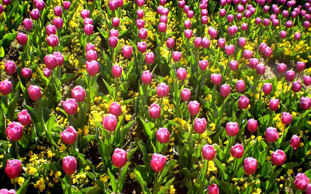 pink and white flower field during daytime