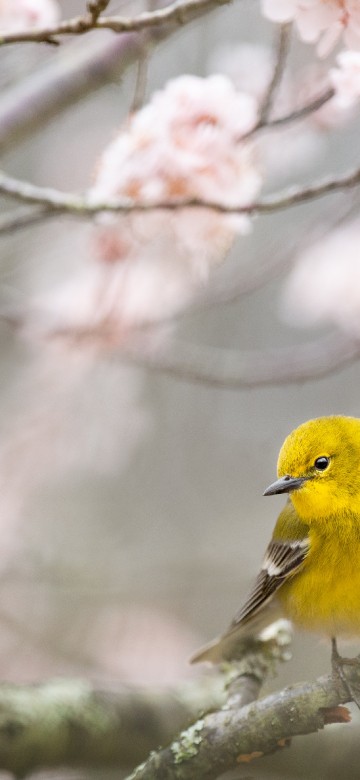 Image birds, Songbirds, spring, flower, bird