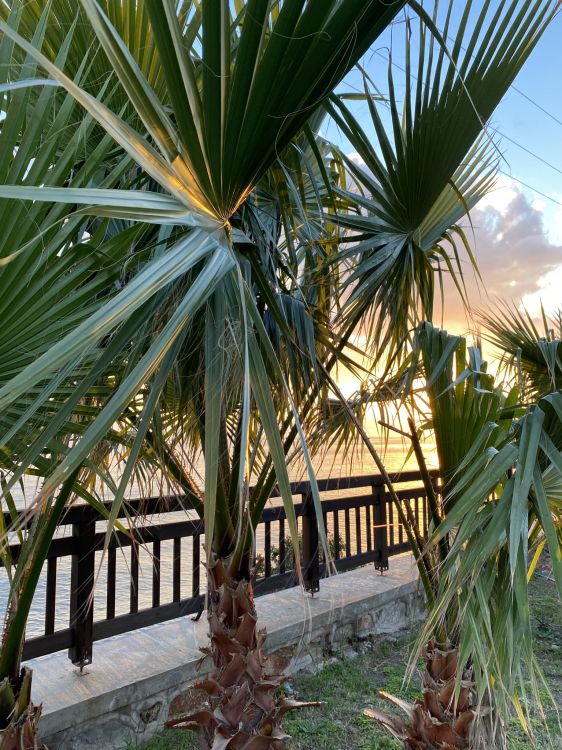 Botanique, Plante Terrestre, Végétation, Corps de L'eau, Plantes Ligneuses. Wallpaper in 1536x2048 Resolution