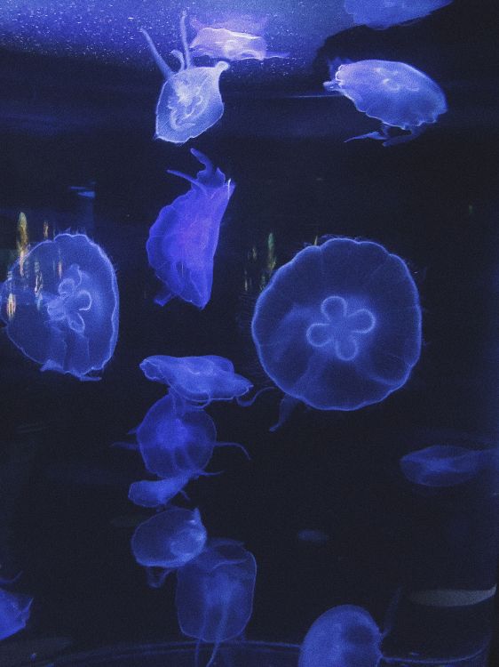 水母, 海洋生物学, 海洋无脊椎动物, 生物发光, 电蓝色的 壁纸 3024x4032 允许