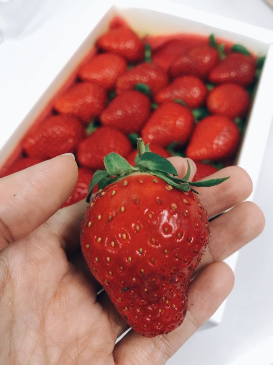 Person, Die Rote Erdbeeren im Weißen Behälter Hält Holding. Wallpaper in 3024x4032 Resolution