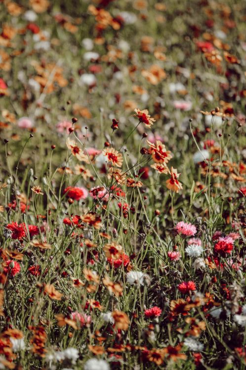 Flores Rojas y Blancas en la Lente de Cambio de Inclinación. Wallpaper in 4000x6016 Resolution