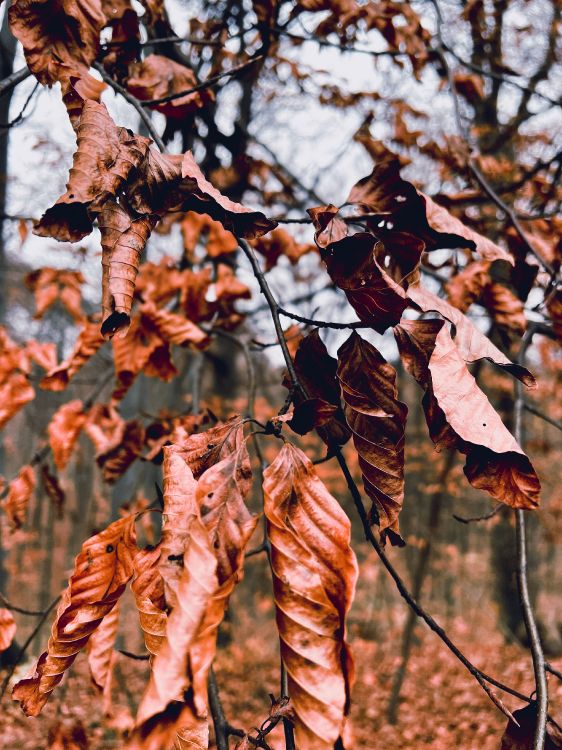 Baum, Damaksnis, Zweig, Branch, Holz. Wallpaper in 3024x4032 Resolution