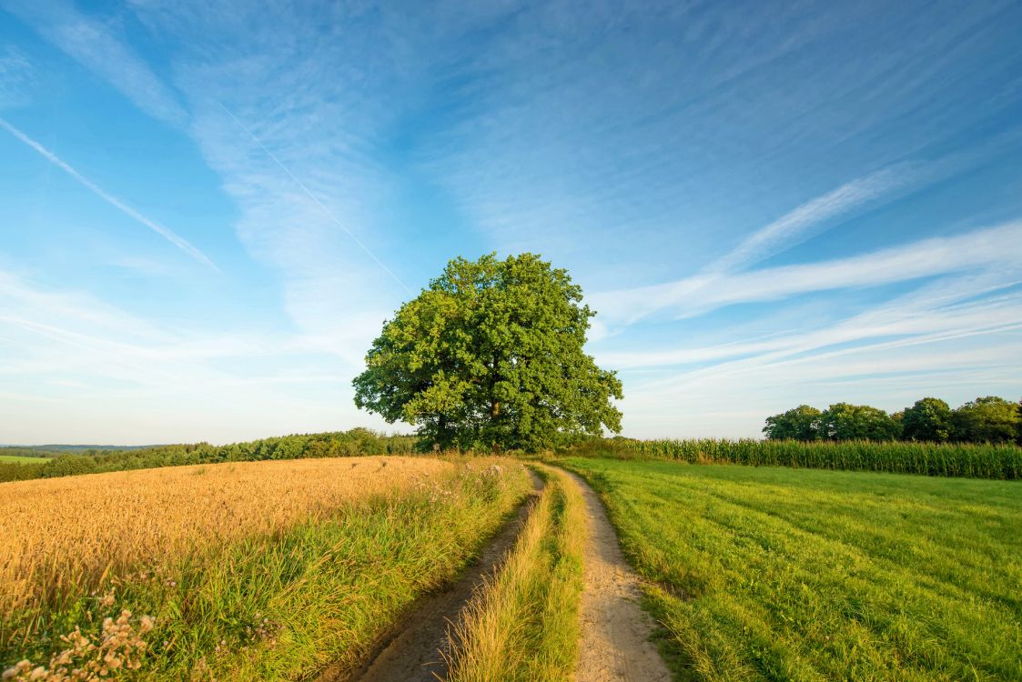 Champ D'herbe Verte et Arbres Verts Sous Ciel Bleu Pendant la Journée. Wallpaper in 6016x4016 Resolution