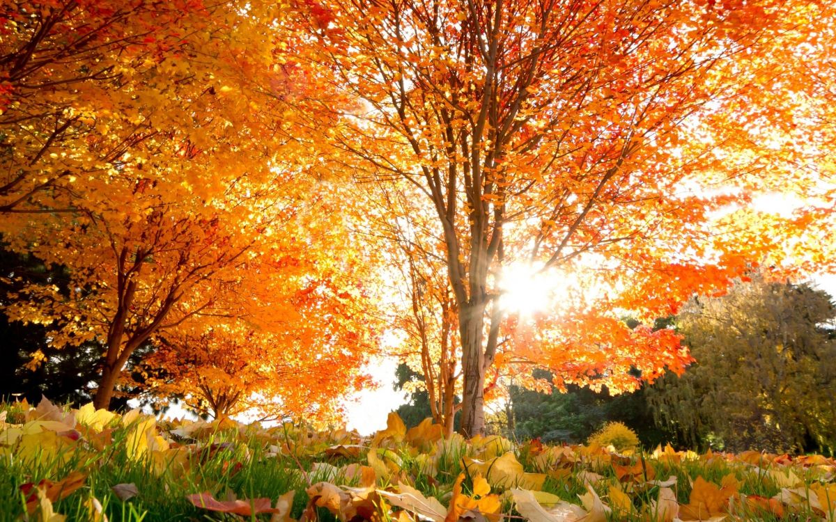 Red and Yellow Leaf Trees. Wallpaper in 2560x1600 Resolution