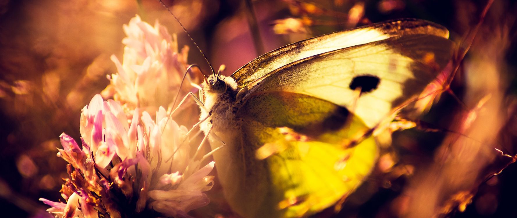 昆虫, 飞蛾和蝴蝶, 阴影, 黄色的, 关闭了 壁纸 2560x1080 允许