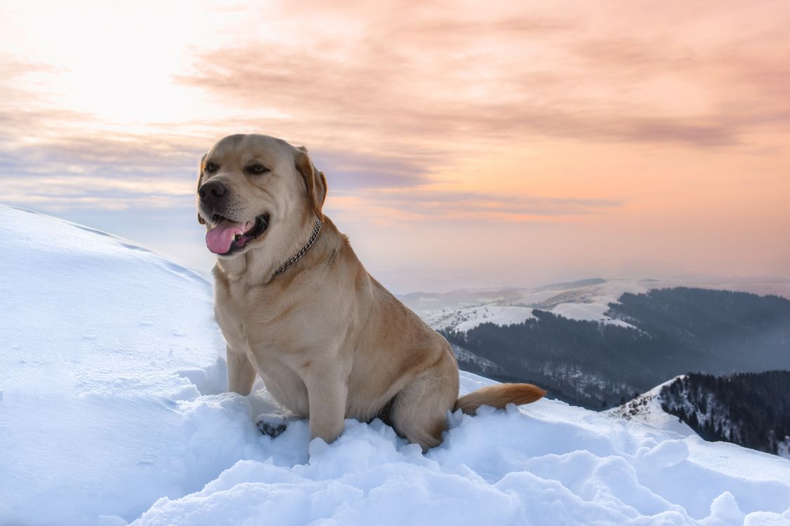 Brown Short Coated Dog on Snow Covered Ground During Daytime. Wallpaper in 6000x4000 Resolution