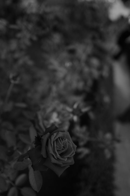 greyscale photo of rose flower