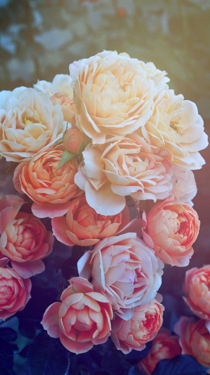 Blanco, Pétalo, la Botánica, Naranja, Híbrido de té de Rosa. Wallpaper in 1080x1920 Resolution