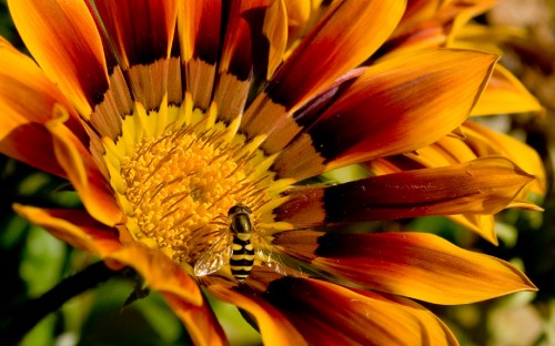 Image yellow and black bee on yellow flower