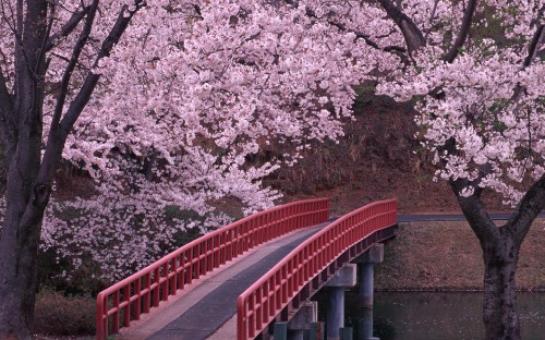 Image red bridge over river between trees