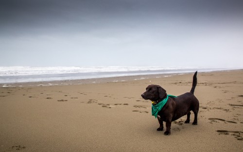 Image brown short coated dog sitting on beach sand during daytime