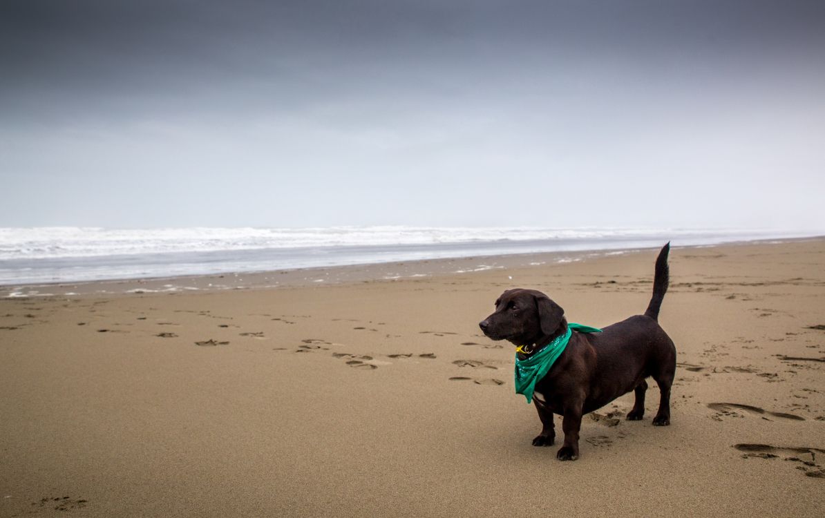 brown short coated dog sitting on beach sand during daytime