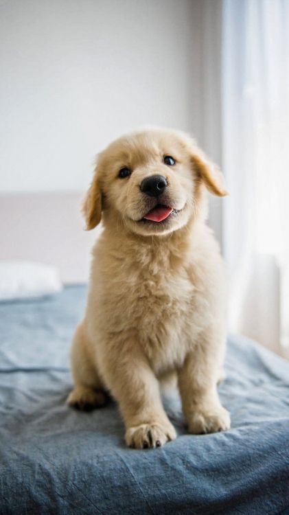 Labrador, Golden Retriever, Retriever, Dobermann, Gran Danés. Wallpaper in 1080x1920 Resolution