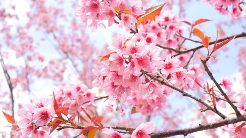 Image cherry blossom, nature, deciduous, vegetation, branch