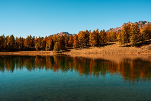 Image brown trees near lake under blue sky during daytime