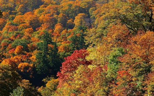 Image green and red trees during daytime