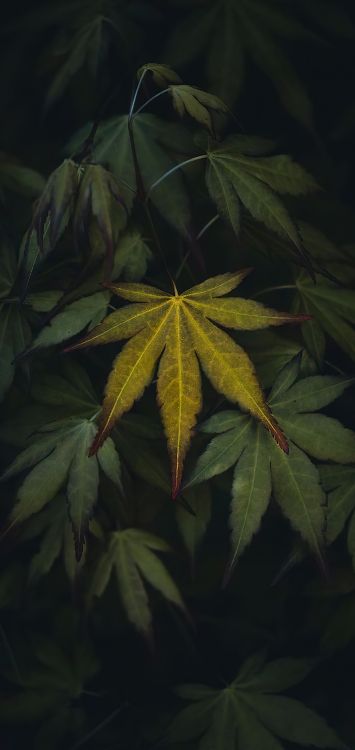 生物学, 陆地上的植物, 落叶, 和阴影的色彩, 显花植物 壁纸 1421x3000 允许