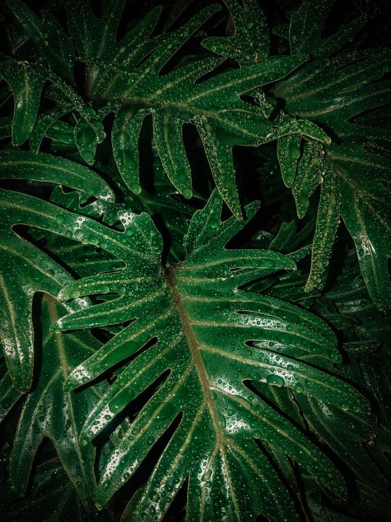 Feuille, Plante Terrestre, Green, Botanique, la Floraison de la Plante. Wallpaper in 3024x4032 Resolution