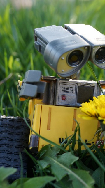 Image yellow sunflower beside silver camera on green grass during daytime