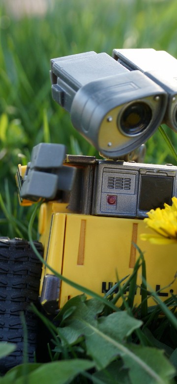 Image yellow sunflower beside silver camera on green grass during daytime