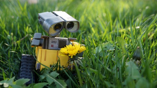 Image yellow sunflower beside silver camera on green grass during daytime