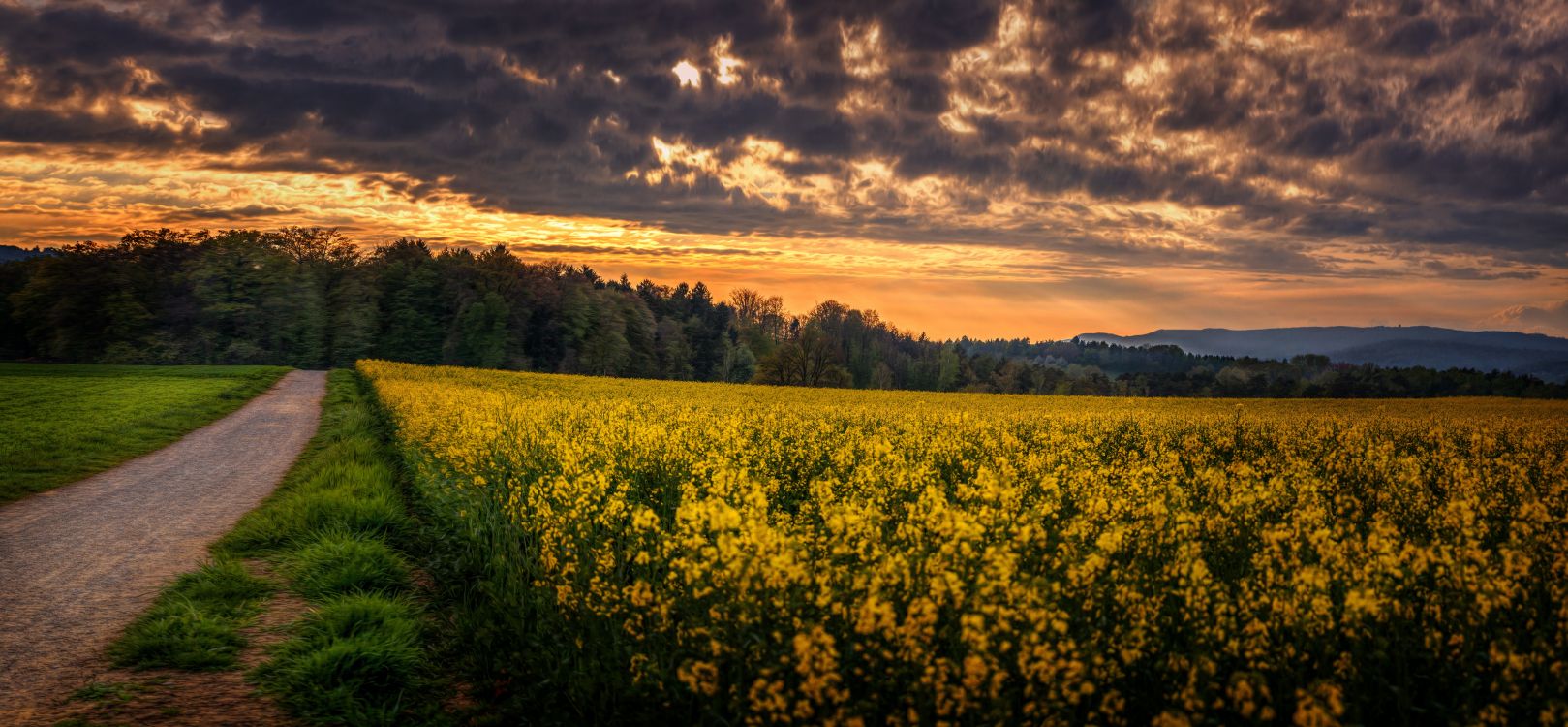 Campo de Flores Amarillas Bajo el Cielo Nublado Durante el Día. Wallpaper in 9523x4411 Resolution