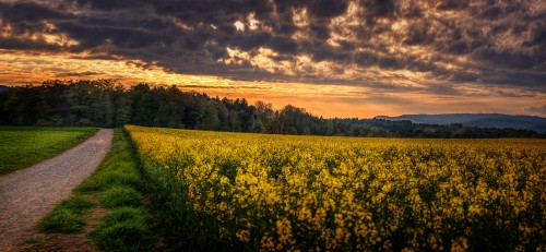 Image yellow flower field under cloudy sky during daytime