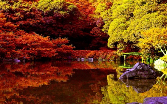 Wallpaper Green and Brown Trees Beside River During Daytime, Background ...