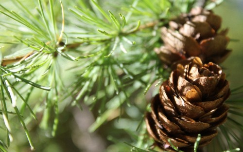 Image brown pine cone in close up photography