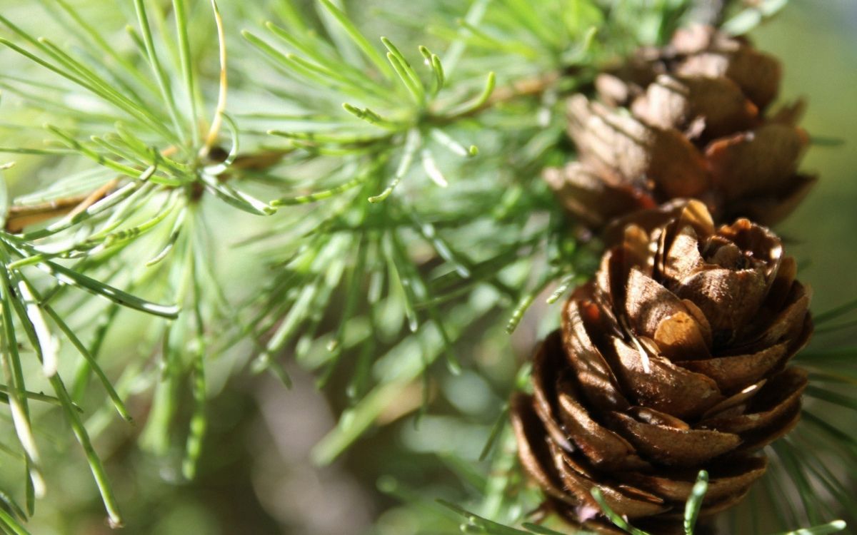 brown pine cone in close up photography